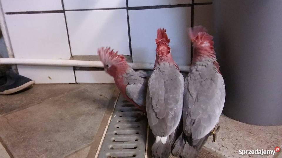 SPRZEDAM KAKADU RÓŻOWE Miastkowo