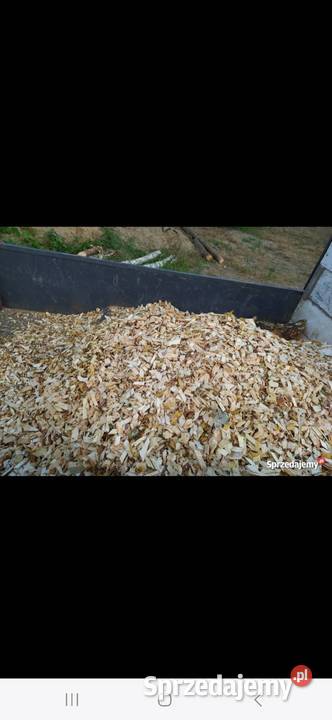 Zrębka dąb buk śląskie