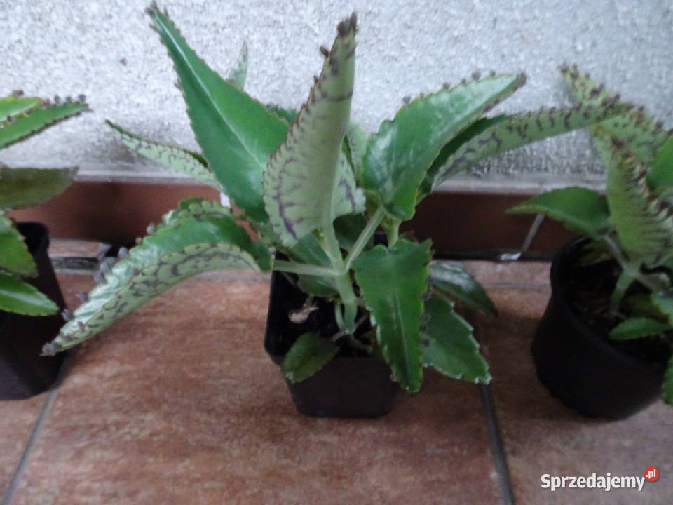 żyworódka pierzasta Warszawa