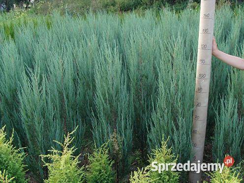 Jałowiec skalny Blue Arrow Wawrzeńczyce