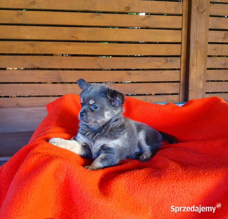 Suczka chihuahua liliowa