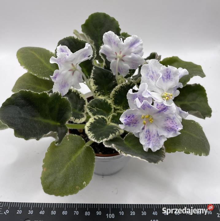 Fiołek afrykański kwitnąca sadzonka
