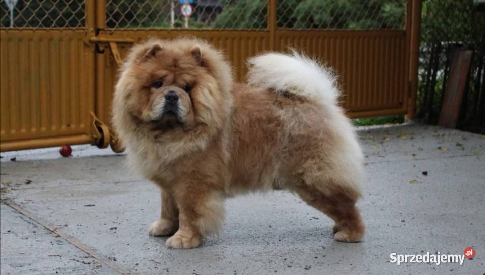 Chow Chow z rodowodem ZKwP oddział Bielsko Biała Łęki