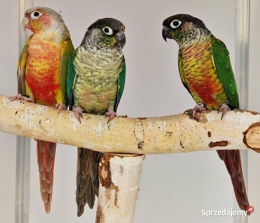 Rudosterka zielonolica łatwo się oswaja i można Gliwice