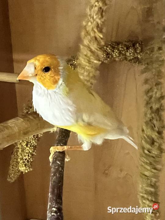 Amadyna wspaniała samiec 2024r Ruda Śląska