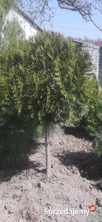 Tuja kulka sprzedam Kamionka
