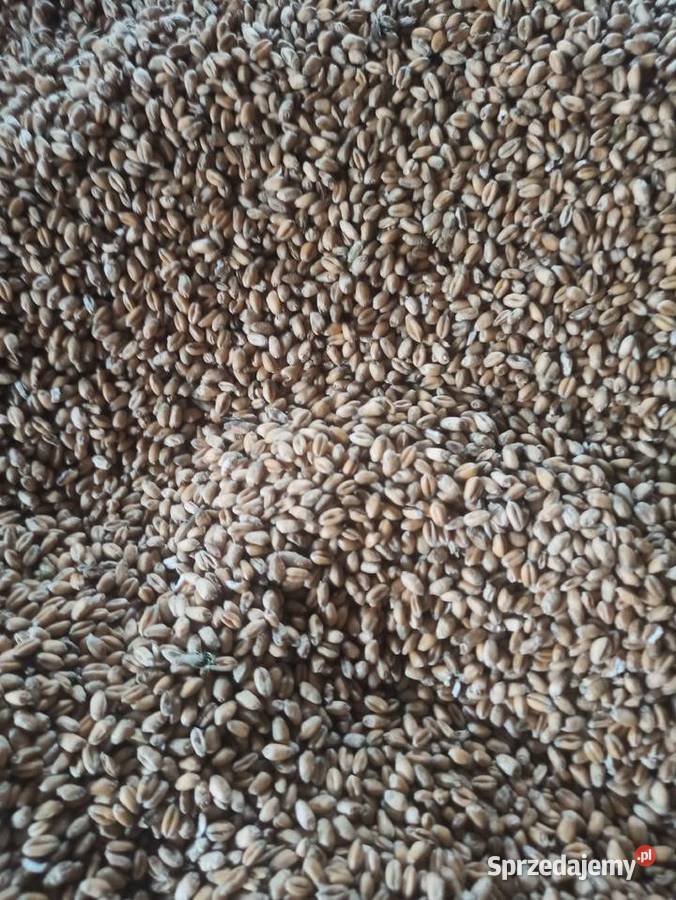 Pszenica ozima zbiór 2023 Tułkowice sprzedam