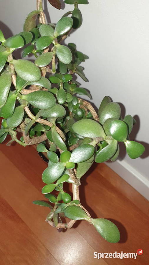 Grubosz crassula drzewko szczęścia duże mazowieckie Warszawa