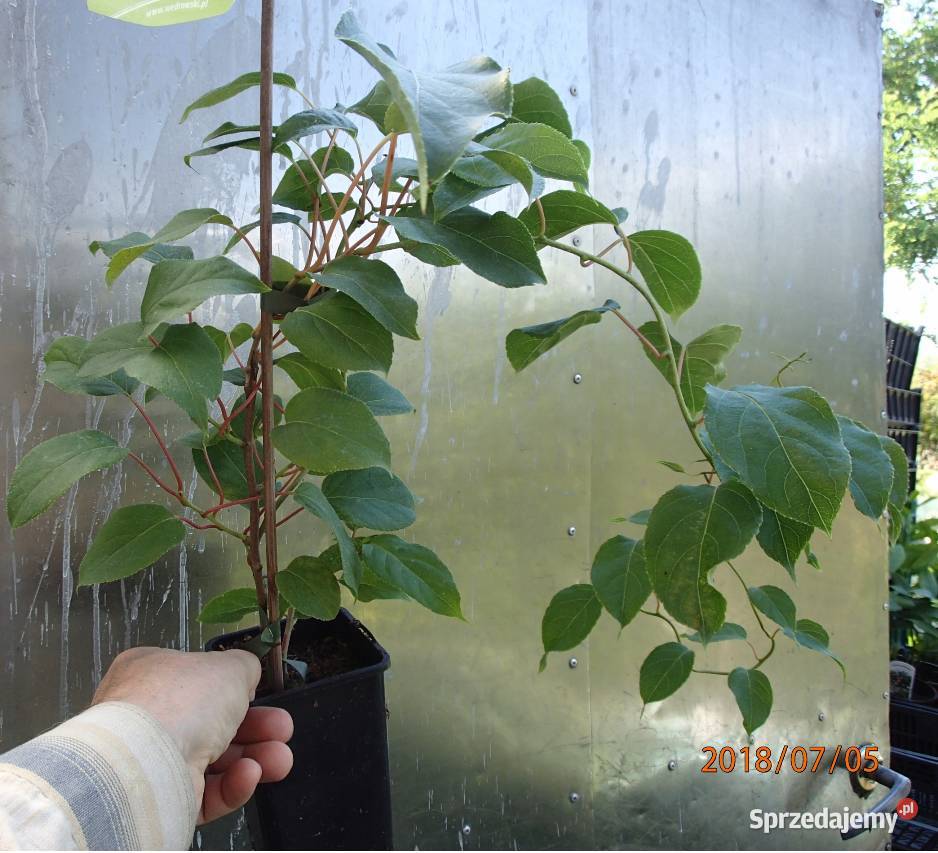 Kiwi Isai samopylne aktinidia ostrolistna grunt łódzkie Łódź sprzedam