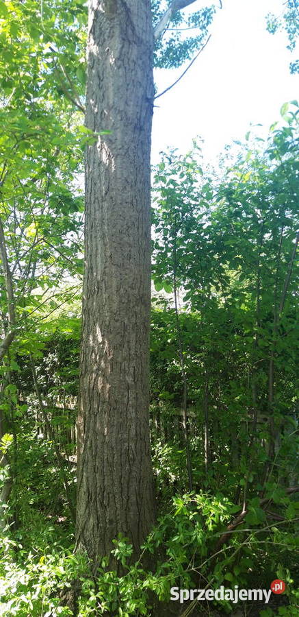 Topola drzewo do wycięcia Pozostałe Rzeszów