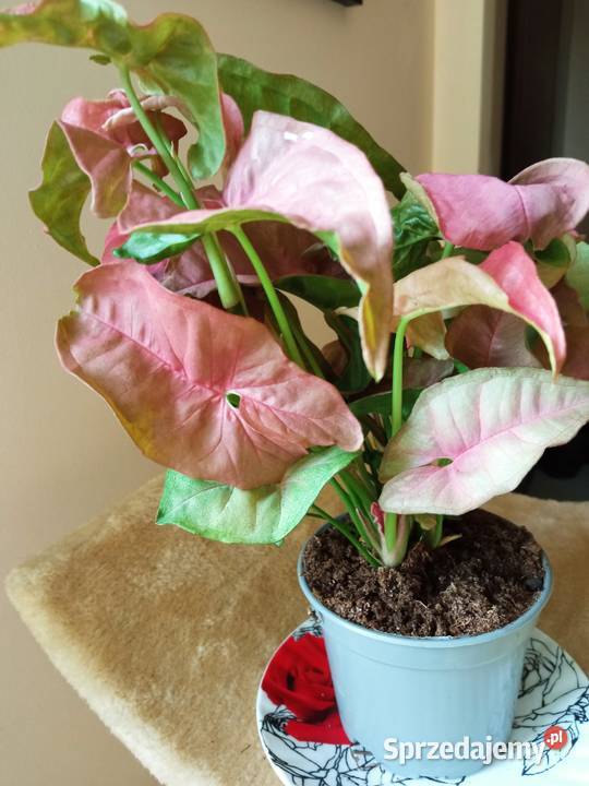 Piękne syngonium 10 Białystok sprzedam