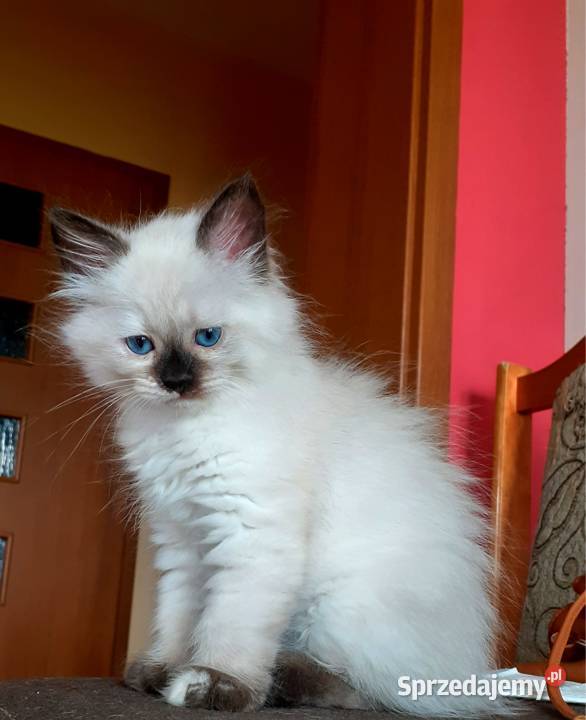 Cudowne koty syberyjskie i Neva Masquarade Sochaczew