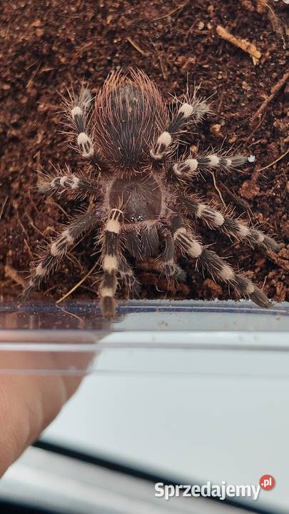 Acanthoscurria geniculata ptasznik białokolanowy warmińsko-mazurskie Olsztyn sprzedam