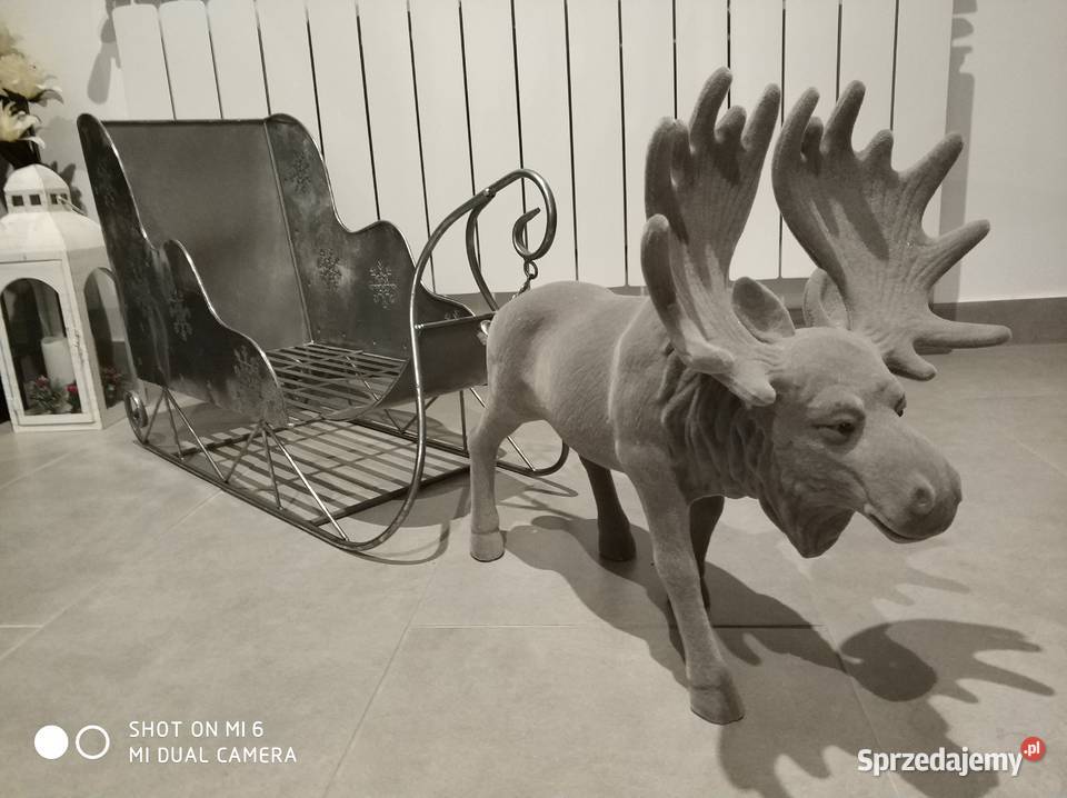 ŁOŚ AKSAMITNY SZARY Straszęcin