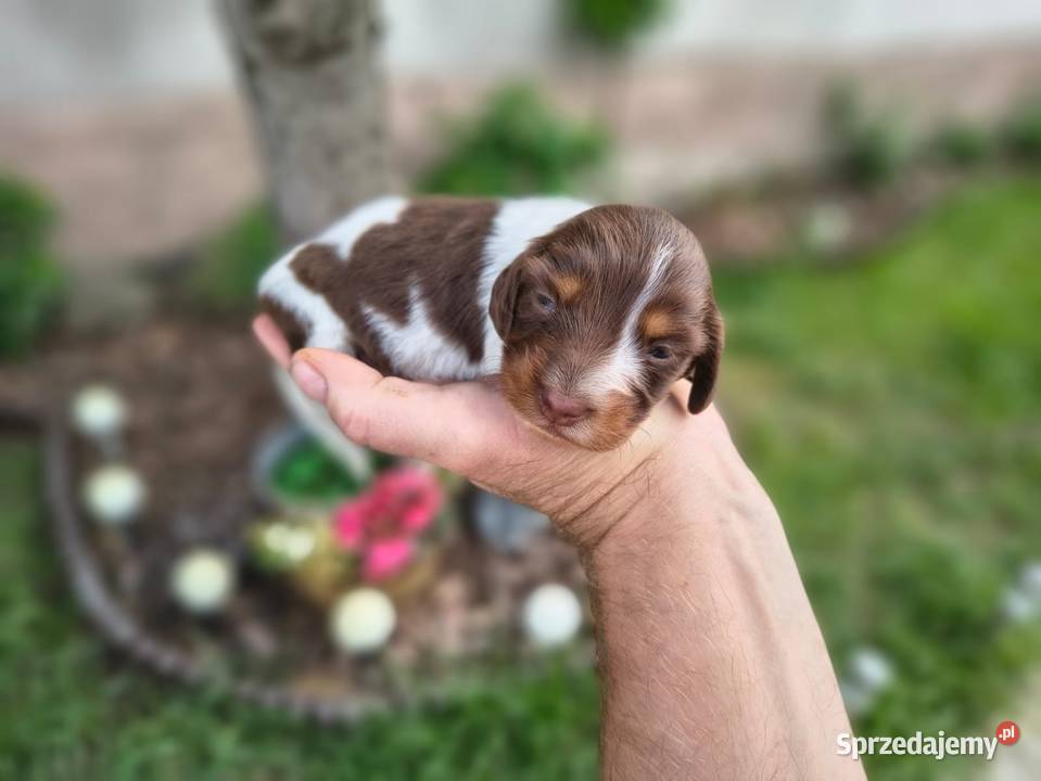 Jamnik długowłosy Piebald Choco Czekoladowy