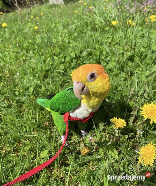 Barwinka Białobrzucha zielone nogi Myślenice