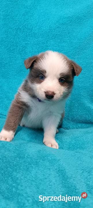 Border Collie szczenięta FCI Lilac niebieskie Nowy Sącz sprzedam