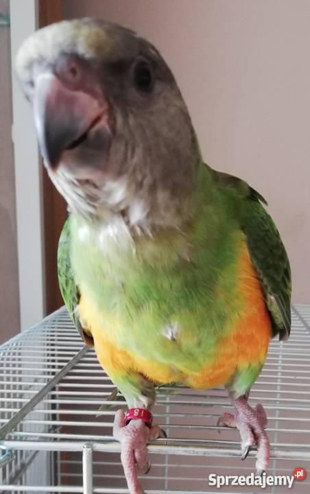 Papuga Senegalka Ręcznie Karmiona Ptaki Rydułtowy sprzedam