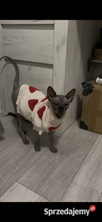 Kot sfinks chłopiec 9 miesięcy Sfinks podlaskie Łomża sprzedam