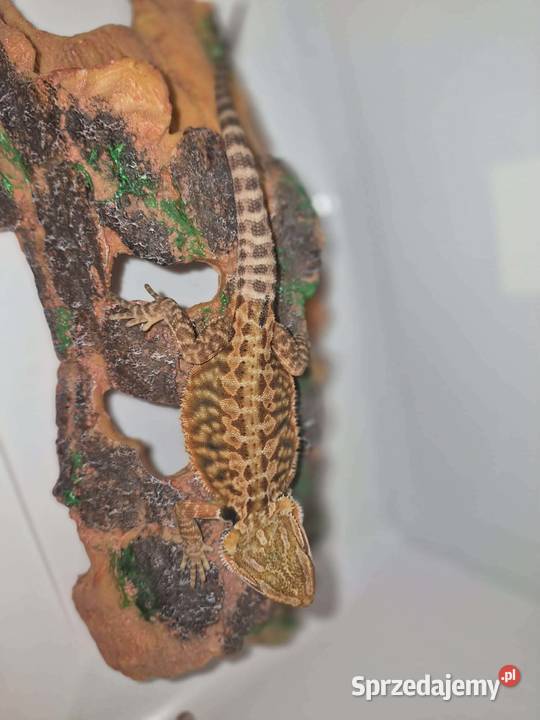 Agama brodata Jawor