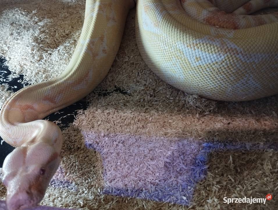 Sprzedam albino kahl