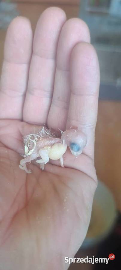 Papugi rudosterki ręcznie karmione Ptaki Tychy