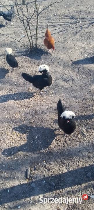 Sprzedam białoczub holenderski