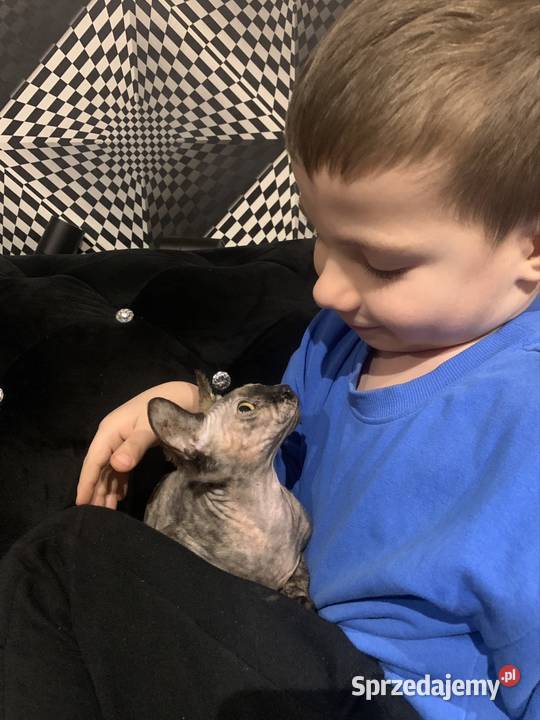 Sfinks Kanadyjski Diablica do odbioru Rodowód Leszno sprzedam