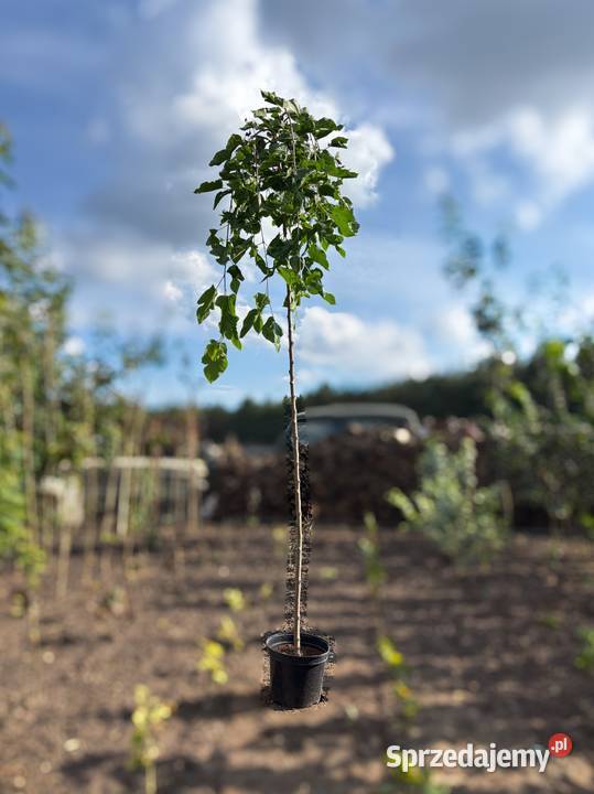 Morwa biała Pendula szczepiona 180 200 parasol Sompolno