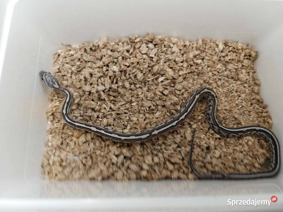 Wąż zbożowy różne odmiany genetyczne Jawor