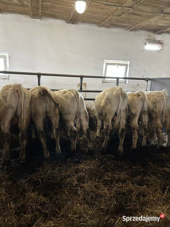 ODSADY Ciechanów sprzedam