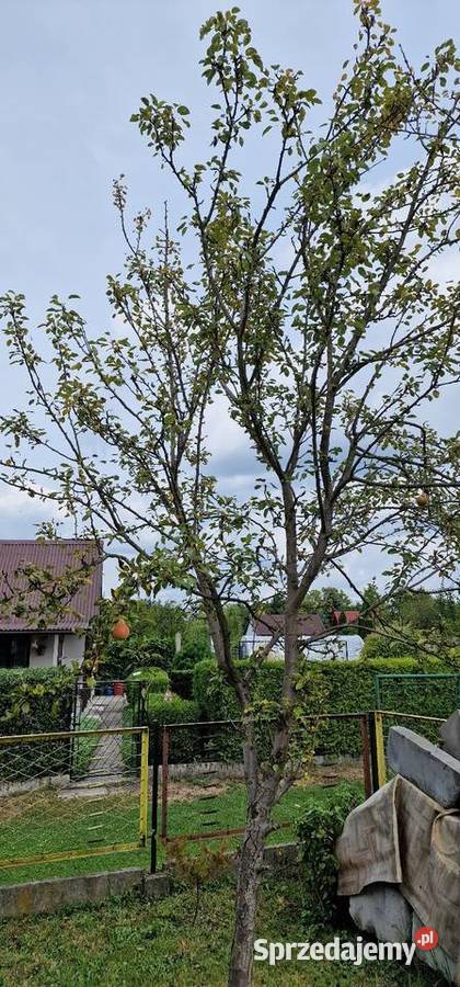 Sprzedam działkę rekreacyjna ROD stare stawy Sprzedaż Oświęcim