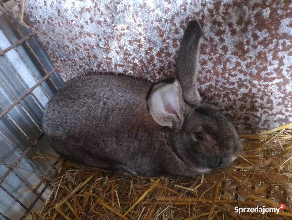 Sprzedam samca belga Smoryń