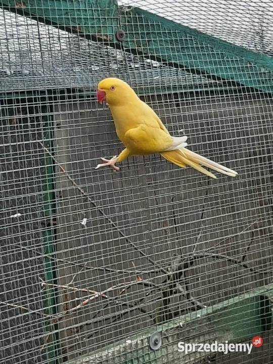 Aleksandretty obrożne różne mutacje Ptaki małopolskie Skała sprzedam