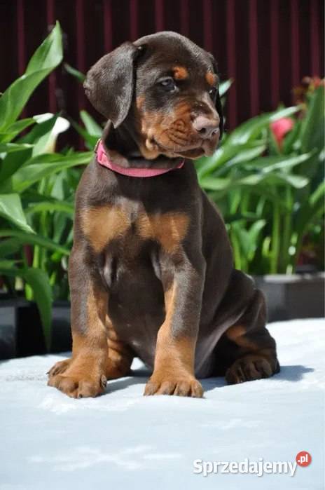 Szczeniak dobermana mazowieckie Warszawa