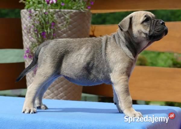 Ca de bou Dog z Majorki Pozostałe świętokrzyskie Słupia