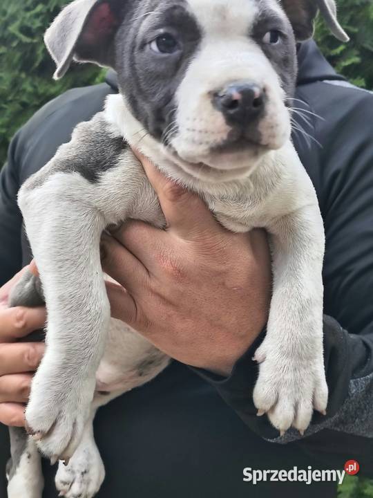 American Bully ABKC standard pies suka Warszawa sprzedam