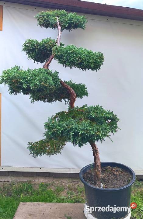 Bonsai Niwaki jałowiec łuskowy Blue Carpet Medynia Łańcucka