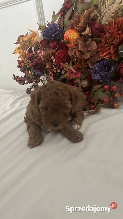 Urocze Maltipoo