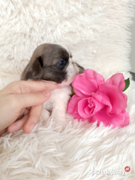Piękna suczka ShihTzu blue fawn szuka domku Wieruszów