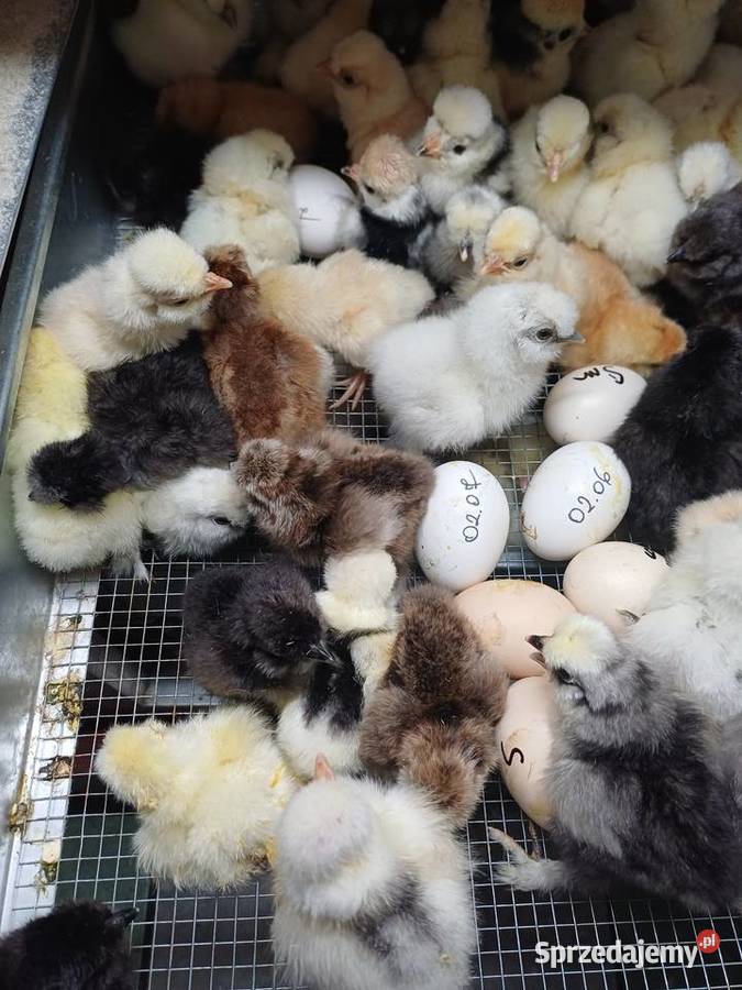 Pisklęta silki białoczuba I czubatki wielbłądzie Niemodlin sprzedam