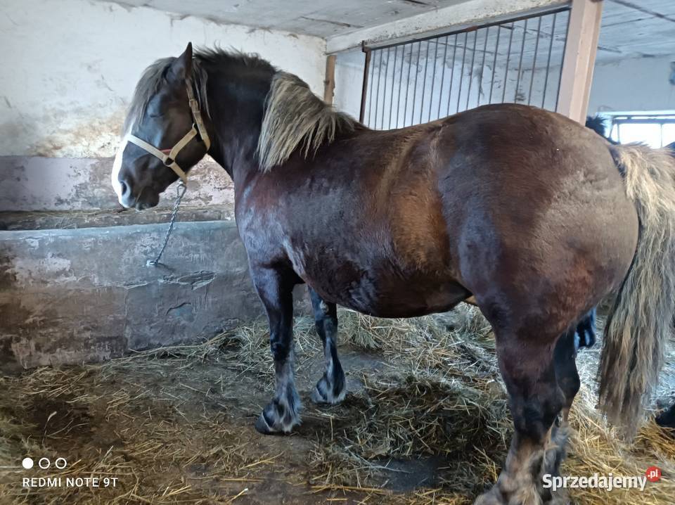 Klacz zrebna Kuczbork-Wieś sprzedam