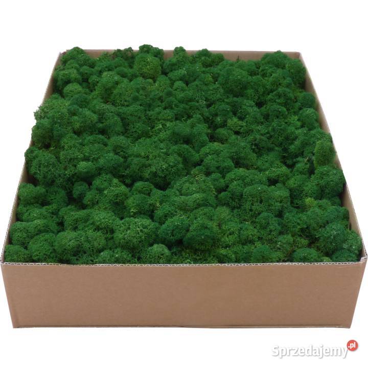 Mech Chrobotek PREMIUM Forest Green Karton 1 Czarków