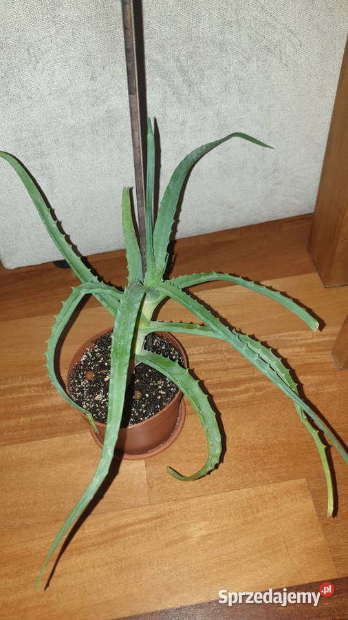 Aloes sukulent wysokość 32 Warszawa
