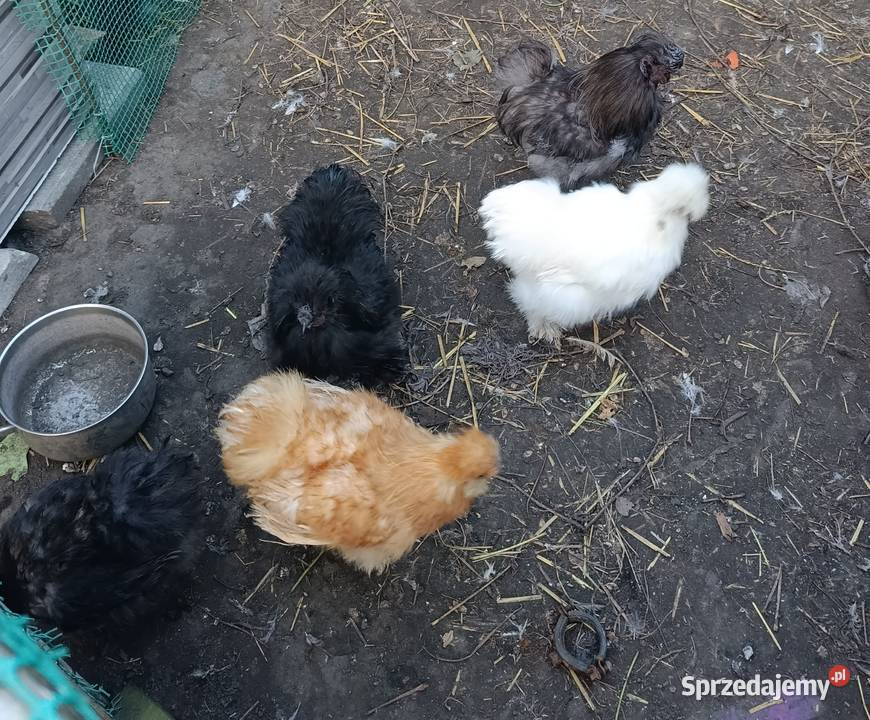 Silka jedwabista jaja lęgowe kujawsko-pomorskie Papowo Biskupie