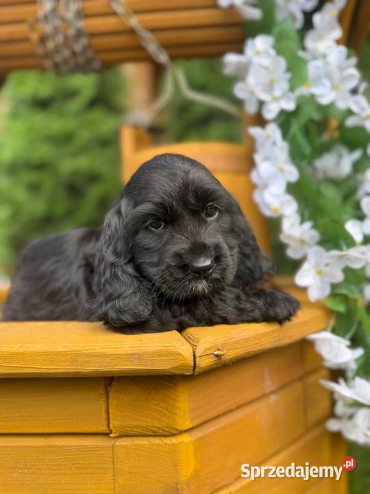 Śliczna czarna sunia Cocker Spaniel Angielski z Warszawa