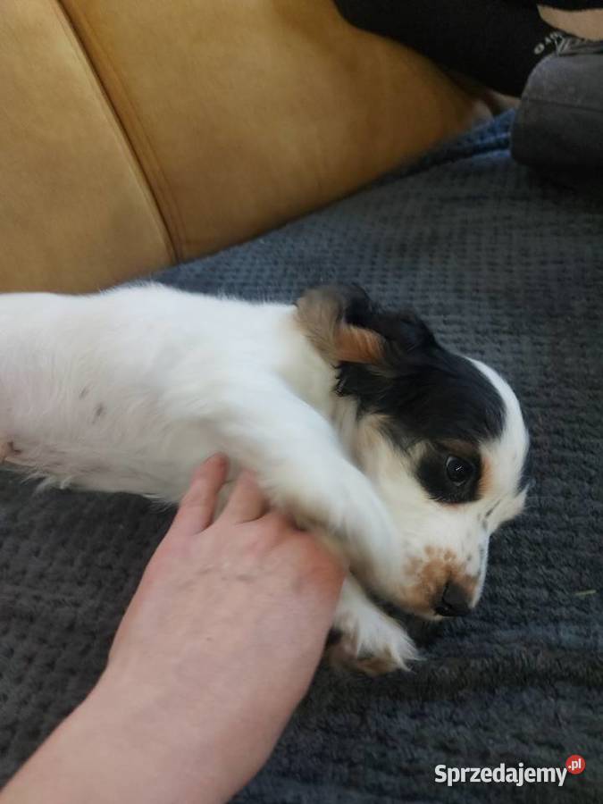 Cocker spaniel angielski Żelazków sprzedam