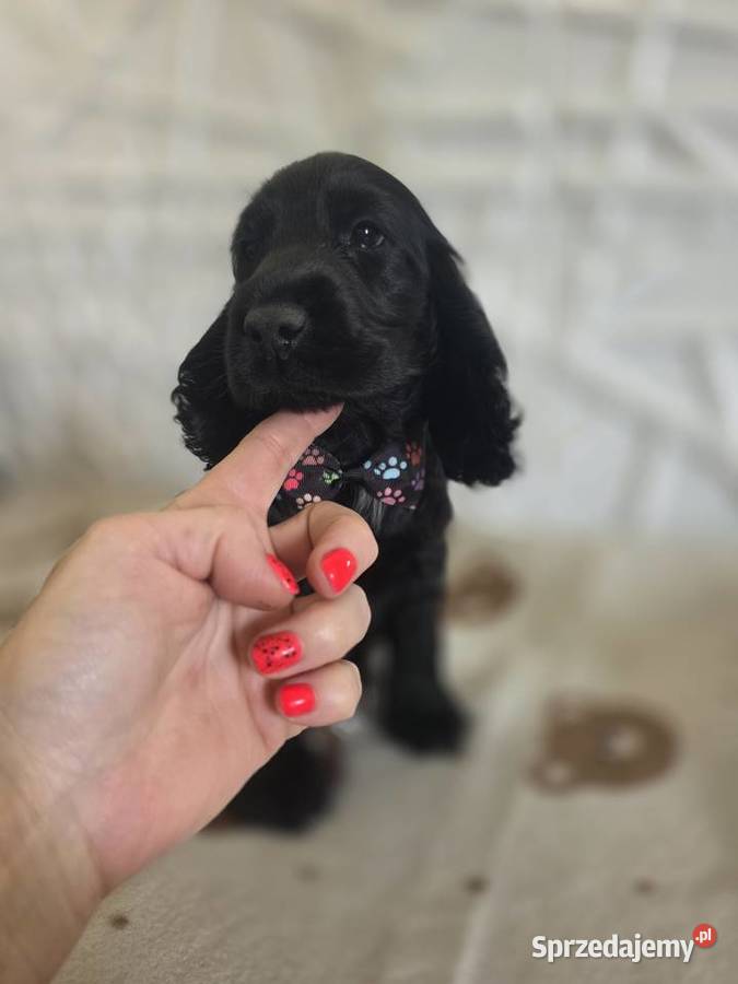 Cocker spaniel angielski pieski trzy ostatnie wielkopolskie sprzedam