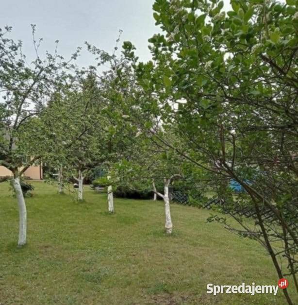 SPRZEDAM UROKLIWY DOMEK 35 MIN MIASTA WARSZAWA 100m2 Sprzedaż Celestynów