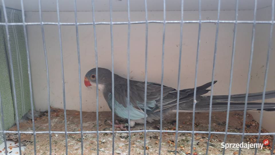 Księżniczki Walii para Swarzędz